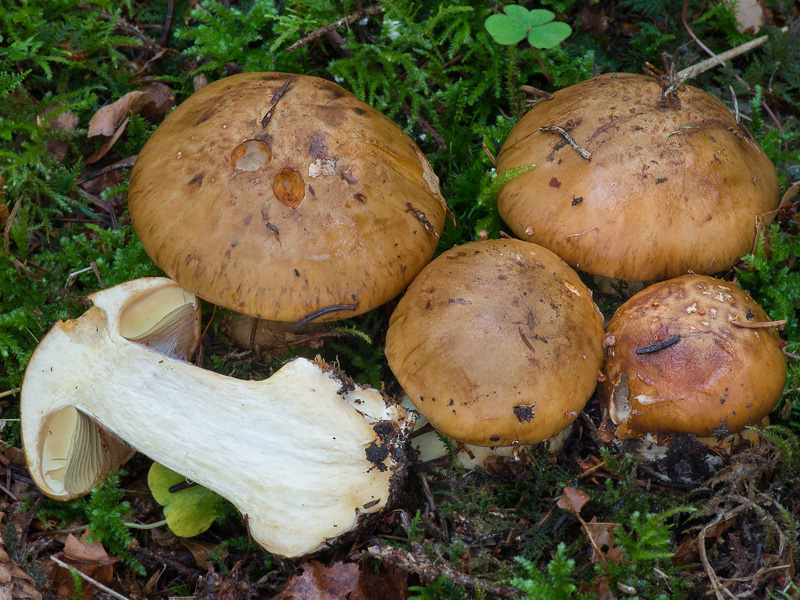 Cortinarius elegantior